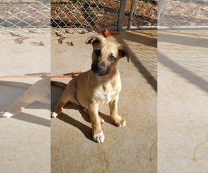 Shepradors Dogs for adoption in Rustburg, VA, USA