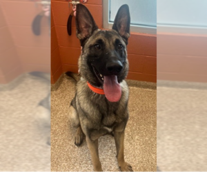 Mutt Dogs for adoption in Imlay City, MI, USA