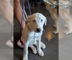 American Pit Bull Terrier-Great Pyrenees Mix Dogs for adoption in Holly Springs, NC, USA