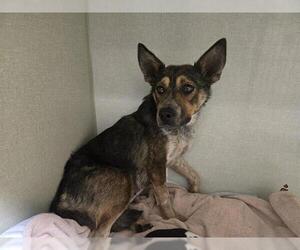 Mutt Dogs for adoption in Camarillo, CA, USA