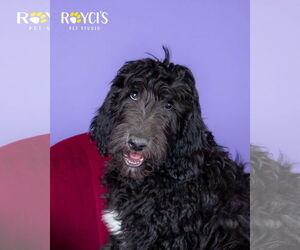 Mutt Dogs for adoption in Sandy, UT, USA