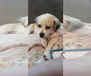 Mutt Dogs for adoption in New London, WI, USA