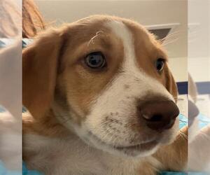 Labrador Retriever-Unknown Mix Dogs for adoption in Bakersfield, CA, USA