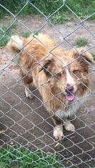 Australian Shepherd Dogs for adoption in Parker, KS, USA
