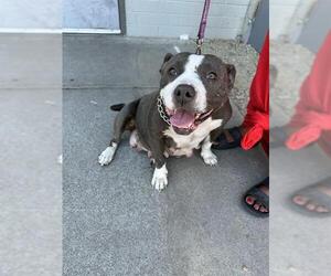 American Pit Bull Terrier Dogs for adoption in Stockton, CA, USA