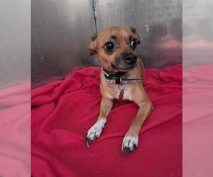 Chihuahua-Unknown Mix Dogs for adoption in San Antonio, TX, USA