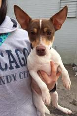 Rat Terrier Dogs for adoption in Mission, KS, USA