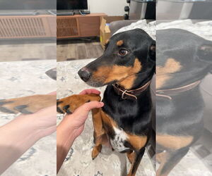 Doberman Pinscher-Unknown Mix Dogs for adoption in Buffalo, MN, USA