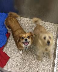 Pekingese Dogs for adoption in Martinsburg, WV, USA