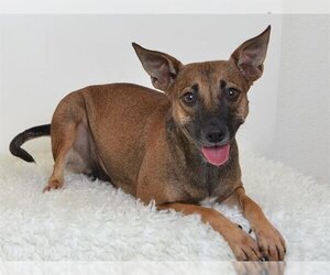 Miniature Pinscher-Unknown Mix Dogs for adoption in Oroville, CA, USA