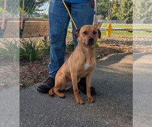 Labrador Retriever-Unknown Mix Dogs for adoption in La Porte, IN, USA