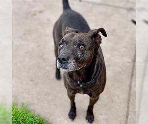 Rat Terrier-Unknown Mix Dogs for adoption in Modesto, CA, USA
