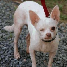 Chihuahua-Unknown Mix Dogs for adoption in Austin, TX, USA