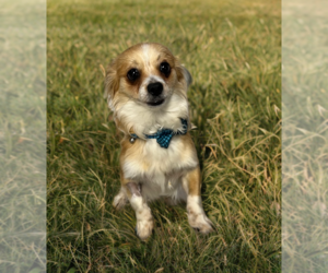 Papillon-Unknown Mix Dogs for adoption in Phoenix, AZ, USA