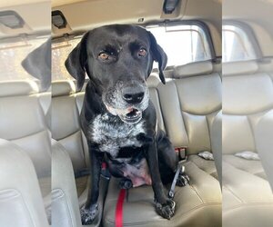 Labrador Retriever-Unknown Mix Dogs for adoption in Lakemont, GA, USA
