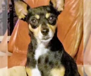 Miniature Pinscher Dogs for adoption in Von Ormy, TX, USA