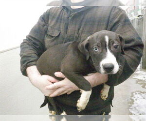 Mutt Dogs for adoption in Oroville, CA, USA