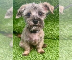 Chihuahua-Unknown Mix Dogs for adoption in Virginia Beach, VA, USA