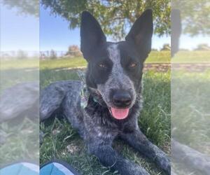 Mutt Dogs for adoption in Las Vegas, NV, USA