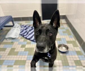 German Shepherd Dog Dogs for adoption in Fort Collins, CO, USA