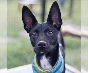 Chihuahua-Unknown Mix Dogs for adoption in San Antonio, TX, USA