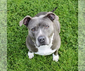 American Pit Bull Terrier Dogs for adoption in Petaluma, CA, USA