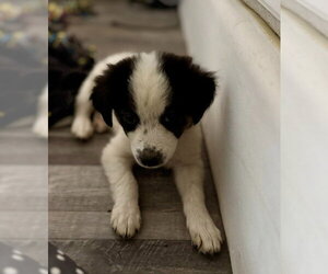 Border-Aussie Dogs for adoption in The Woodlands, TX, USA