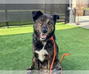 Border Collie-Unknown Mix Dogs for adoption in Orange, CA, USA