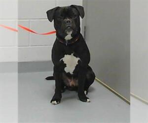 Boxer-Unknown Mix Dogs for adoption in St. Cloud, FL, USA
