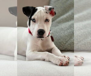 American Pit Bull Terrier-Unknown Mix Dogs for adoption in Wakefield, RI, USA