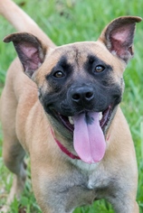 Small Labrador Retriever Mix