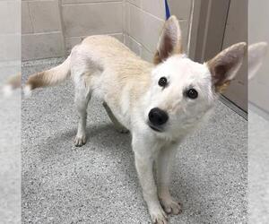 German Shepherd Dog-Unknown Mix Dogs for adoption in Conroe, TX, USA