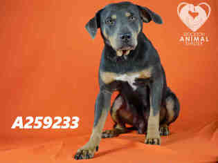 Beagle Dogs for adoption in Stockton, CA, USA