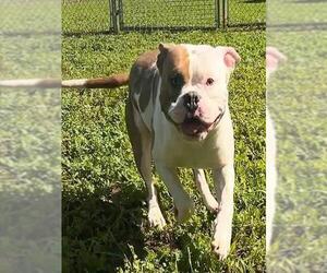 Mutt Dogs for adoption in Sacramento, CA, USA