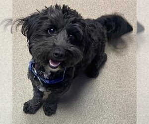 Poodle (Toy) Dogs for adoption in Aurora, CO, USA