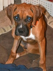Boxer-Unknown Mix Dogs for adoption in Hurst, TX, USA