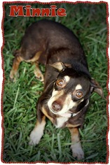Dachshund Dogs for adoption in Griffin, GA, USA