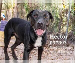 Labrottie Dogs for adoption in Palmetto, FL, USA