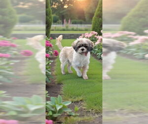 Shih Tzu Dogs for adoption in Weston, FL, USA