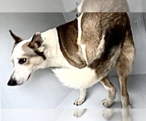 Border Collie-Siberian Husky Mix Dogs for adoption in Houston, TX, USA