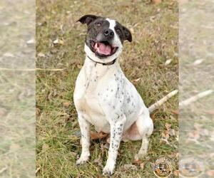 American Pit Bull Terrier-Pointer Mix Dogs for adoption in Mt Vernon, IN, USA
