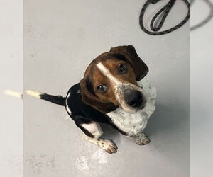 Beagle Dogs for adoption in Lake City, MI, USA