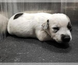 Mutt Dogs for adoption in San Antonio, TX, USA