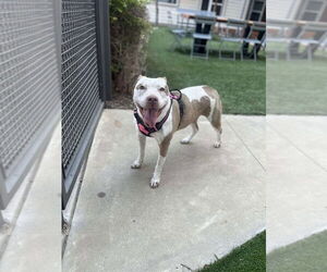 Staffordshire Bull Terrier Dogs for adoption in FRAMINGHAM, MA, USA