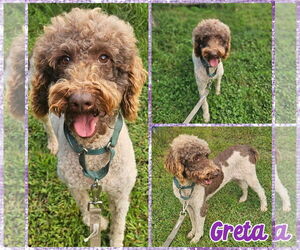 Poodle (Standard) Dogs for adoption in Blacksburg, SC, USA