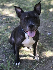 American Staffordshire Terrier-Unknown Mix Dogs for adoption in Corning, CA, USA