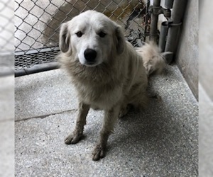 Great Pyrenees Dogs for adoption in Lodi, CA, USA