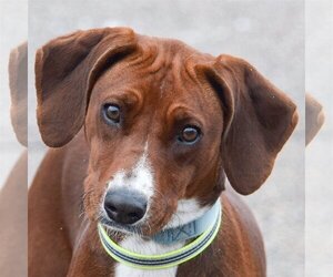Redbone Coonhound-Rhodesian Ridgeback Mix Dogs for adoption in Huntley, IL, USA
