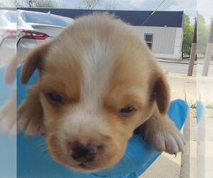 Mutt Dogs for adoption in San Antonio, TX, USA