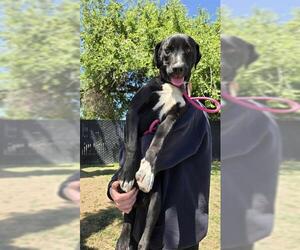 Labrador Retriever-Unknown Mix Dogs for adoption in Stockton, CA, USA